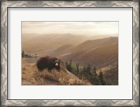 Framed Bear Country