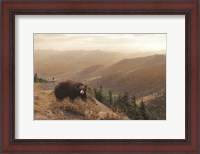 Framed Bear Country