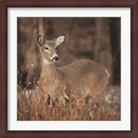 Framed Whitetail Deer