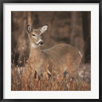 Framed Whitetail Deer