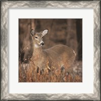 Framed Whitetail Deer