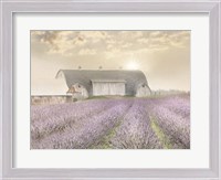 Framed Lavender Morning