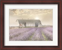 Framed Lavender Morning