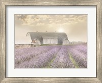 Framed Lavender Morning