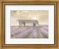 Framed Lavender Morning