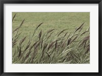 Framed Wispy Grass