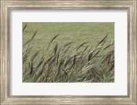 Framed Wispy Grass