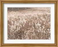 Framed Fall Field