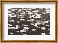 Framed Daisy Dreams