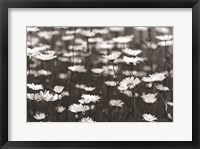 Framed Daisy Dreams