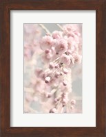Framed Weeping Cherry