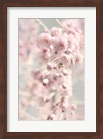 Framed Weeping Cherry