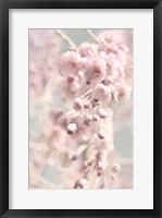 Framed Weeping Cherry