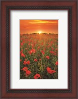 Framed Poppies at Sunset