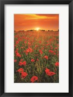 Framed Poppies at Sunset