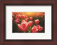 Framed Tulips at Sunrise