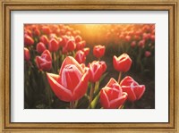 Framed Tulips at Sunrise