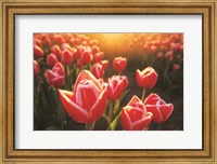 Framed Tulips at Sunrise