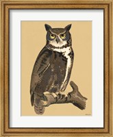 Framed Great Owl