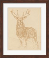 Framed Buck Sketch
