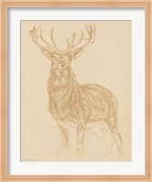 Framed Buck Sketch