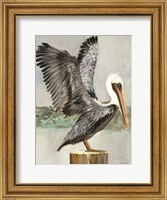 Framed Brown Pelican 2