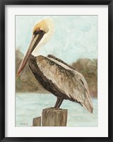 Framed Brown Pelican 3