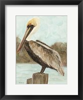 Framed Brown Pelican 3