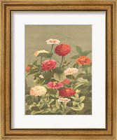 Framed Antique Botanical Collection 1