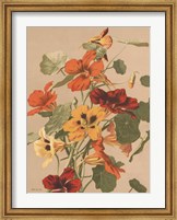 Framed Antique Botanical Collection 2