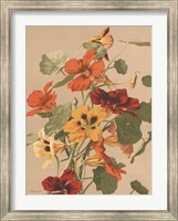 Framed Antique Botanical Collection 2