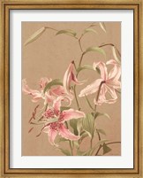 Framed Antique Botanical Collection 3