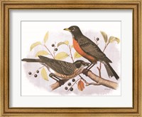 Framed Birds and Berries