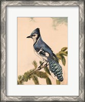 Framed Bluebird on Evergreen