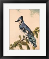 Framed Bluebird on Evergreen