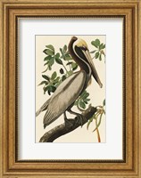 Framed Audubon Brown Pelican