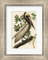 Framed Audubon Brown Pelican