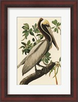 Framed Audubon Brown Pelican