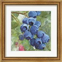 Framed 'Blueberries 4' border=