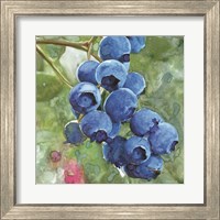 Framed 'Blueberries 4' border=