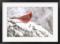 Framed Winter Cardinal