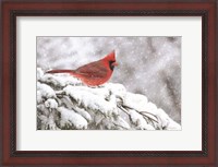 Framed Winter Cardinal