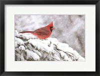 Framed Winter Cardinal