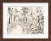 Framed Winter Walk