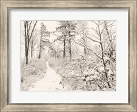 Framed Winter Walk