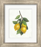 Framed Lemon Branch III