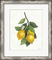 Framed 'Lemon Branch III' border=