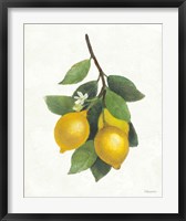 Framed Lemon Branch III