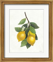 Framed Lemon Branch III