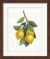 Framed Lemon Branch III